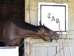 Todd Pletcher barn